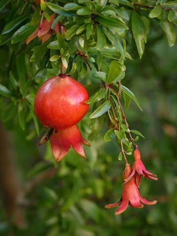 Helaas is de granaatappelboom niet geheel winterhard. De plant heeft extra bescherming nodig bij serieuze kou