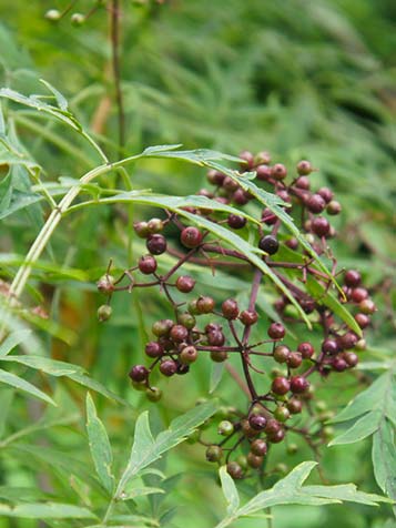 Sambucus nigra met bes