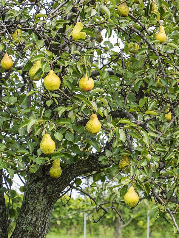 conference is een veel gekozen peren soort boom
