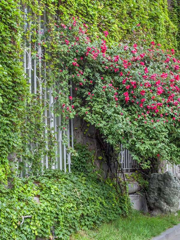 Verschillende klimplanten kunnen met elkaar worden gecombineerd om een muur te bedekken
