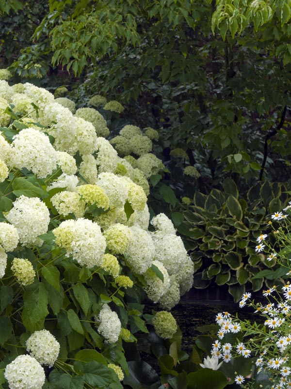 De Annabelle hortensia of hortensia 'annabelle' is een bekende soort die met enorm grote witte bloemtrossen menig tuin siert