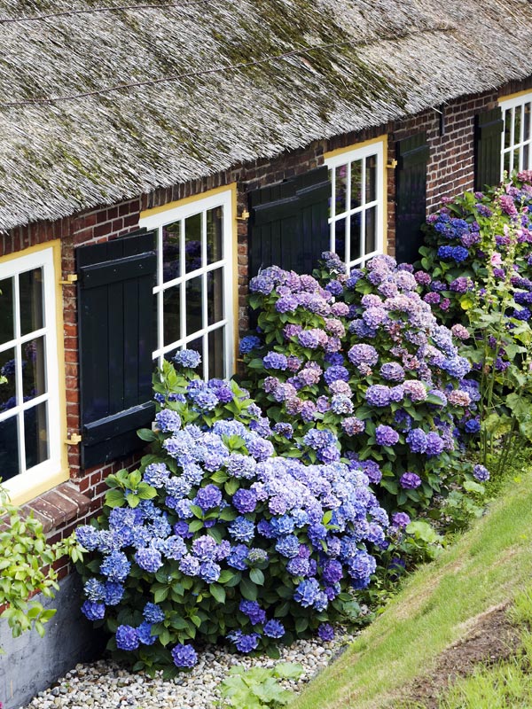 De boerenhortensia is verkrijgbaar in veel kleuren en bloeit heerlijk lang. Mooie Hortensia
