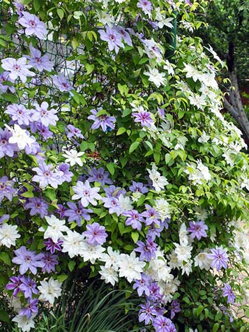 De Clematis soorten kunnen met elkaar worden gecombineerd om een kleurrijke wand te creëren