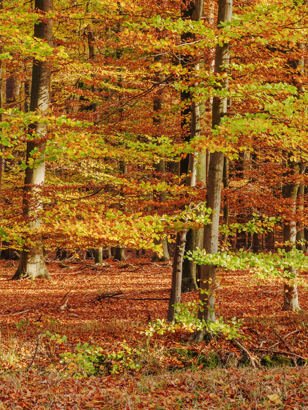 Beuken komen op sommige plekken in Nederland ook in de bossen voor