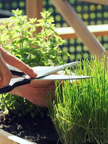 Biologische bieslook uit eigen tuin oogsten