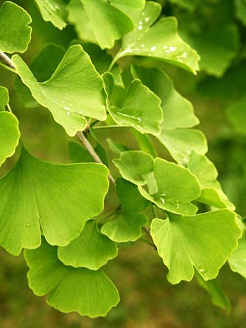 de japanse notenboom kopen en het beste planten in het najaar