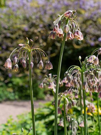 Verschillende soorten alliums