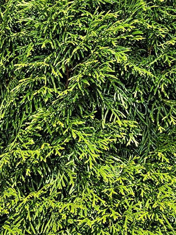 Thuja Smaragd heeft fijne groene naalden of schubben