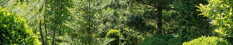 Albizia heeft bijzondere bloemen en samengesteld blad