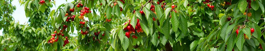 biologische fruitbomen of struiken in uw eigen tuin kweken