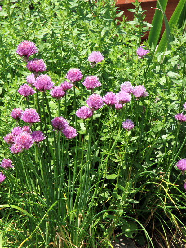 Bieslook en munt zijn veelgebruikte kruiden en passen in elke tuin