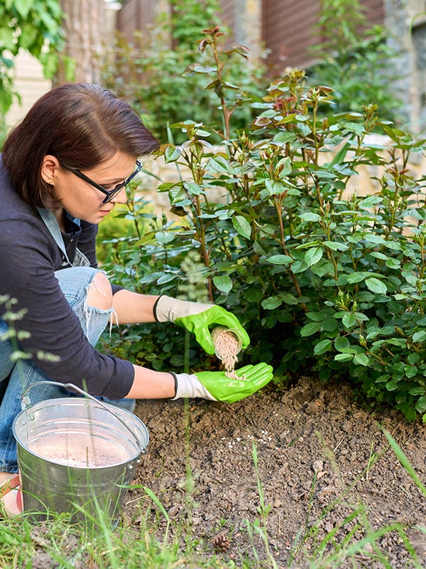 Plantenvoeding kan worden gegeven tijdens het groeiseizoen van planten tussen maart en oktober