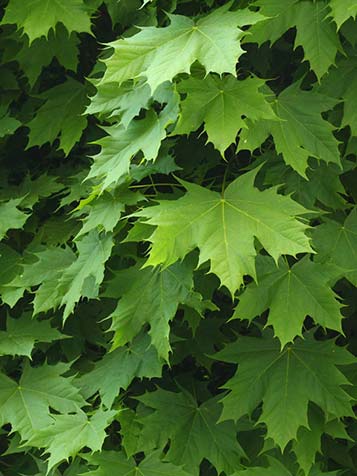 frisgroen blad van de bolesdoorn