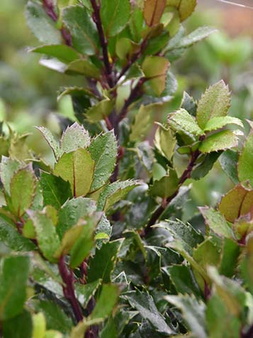 Ook aan het einde van het seizoen in de herfst zorgen vaste planten voor kleur