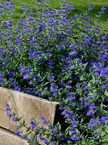 Blauwe caryopteris in bloei