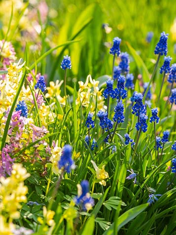 blauwe druifjes komen elk jaar terug