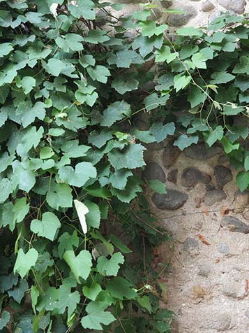 Druiven zijn klimplanten en hebben steun nodig