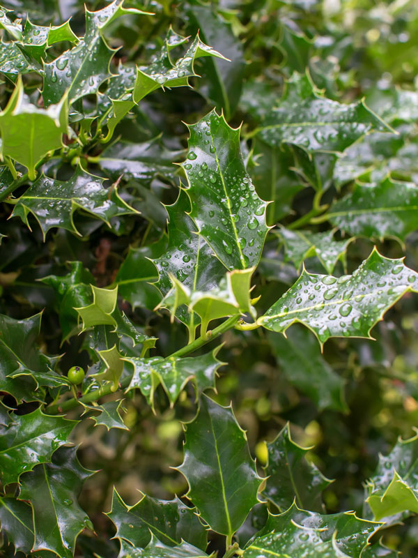 Ilex mesereae kunt u goed in verschillende modellen snoeien