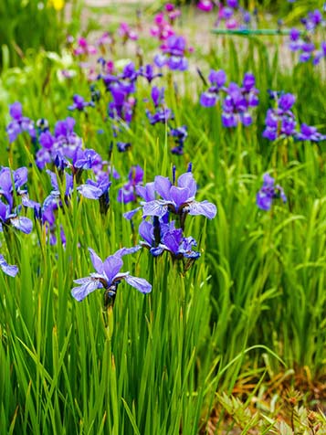 Er zijn witte, blauwe en roze bloeiende vormen van de iris sibirica