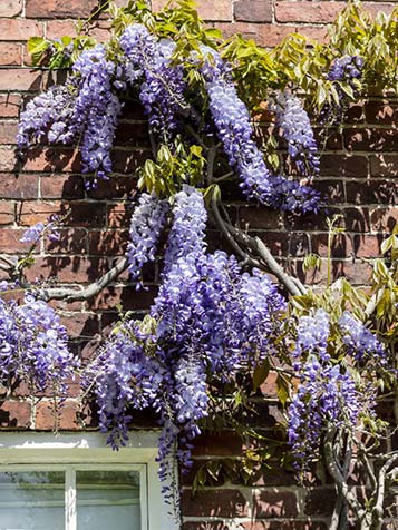 Wisteria tegen oude muur als klimplant