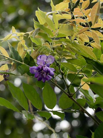 Eerste bloemen uit de knop bij de Wisteria