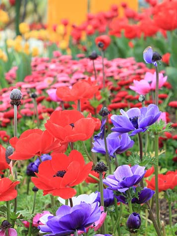 Rood en blauwe Anemone coronaria