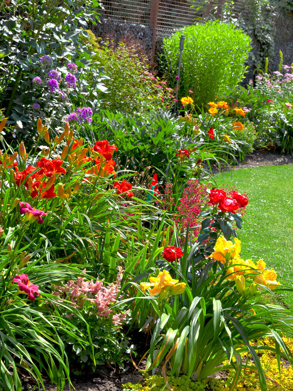 allerlei kleuren bloeiende vaste planten