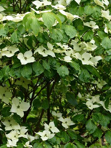 De Japanse kornoelje bloeit met witte bloemen in juni