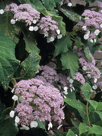 Het blad van de fluweelhortensia is behaard maar niet zo zacht als fluweel