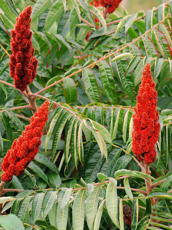 De fluweelboom kan uitgroeien tot een grote boom struik