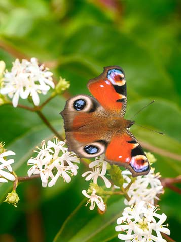 Zevenzonenboom trekt insecten zoals vlinders aan