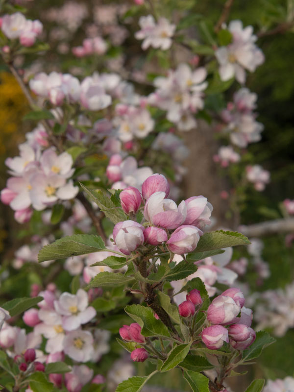 witroze bloesem van de Appelboom