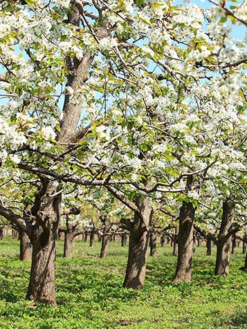 eetbaar bio fruit kweken aan een boom of struik of plant 