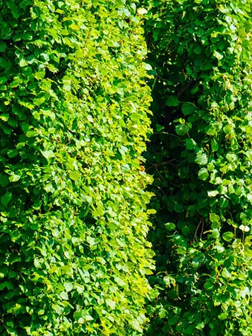 Bij Tuinplantenwinkel.nl vindt u een aantal soorten blokbomen of kubusbomen