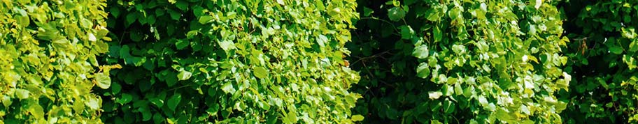 Blokbomen zijn in kubusvorm gesnoeide bomen die de tuin structuur geven en lijnen kunnen accentueren