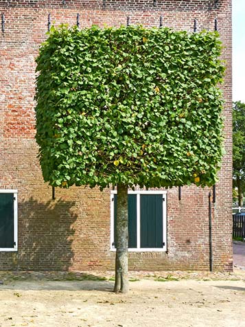 Slechts enkele boomsoorten zijn geschikt om toe te passen als blokboom zoals de haagbeuk en veldesdoorn