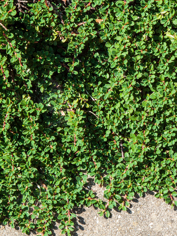 De Cotoneaster is een van de sterkste soorten groenblijvende bodembedekkers 