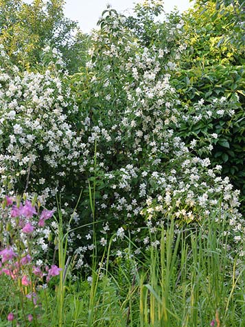 boerenjasmijn behoord tot de geurende planten