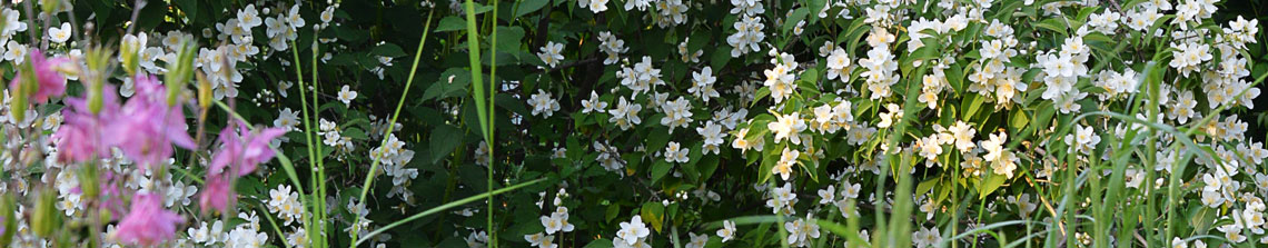 witte bloemen van de boerenjasmijn