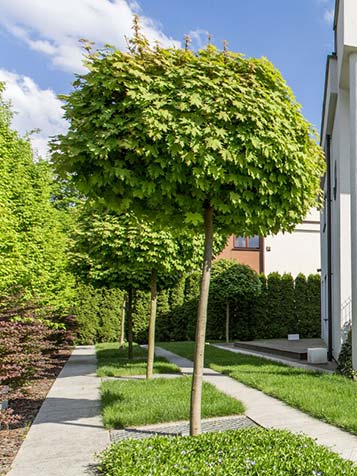 Bolesdoorn in een rij in de tuin