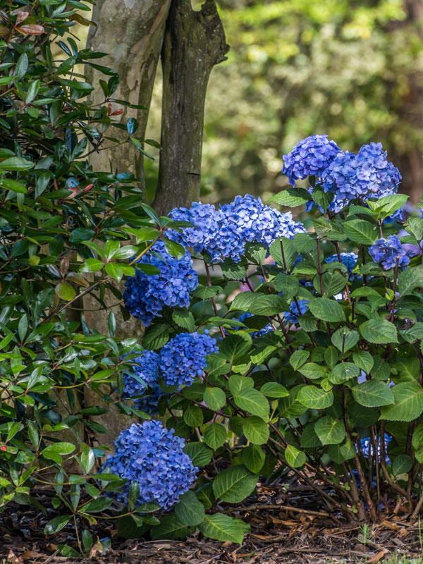 een hortensia geeft erg veel kleur aan uw tuin