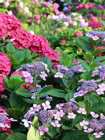 schermbloem van bolhortensia