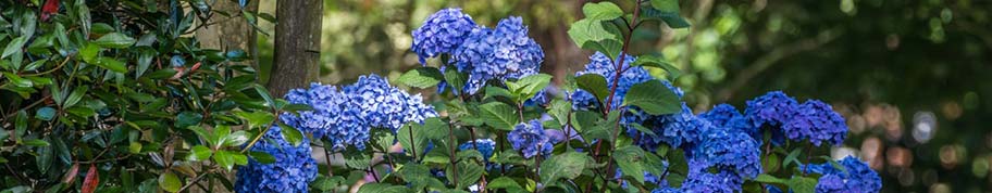 ouderwetse boeren bolhortensia