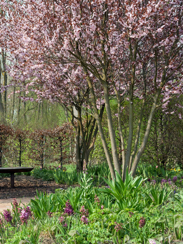 Sierbomen zorgen voor meer spanning in de tuin en hebben dan ook een grote sierwaarde