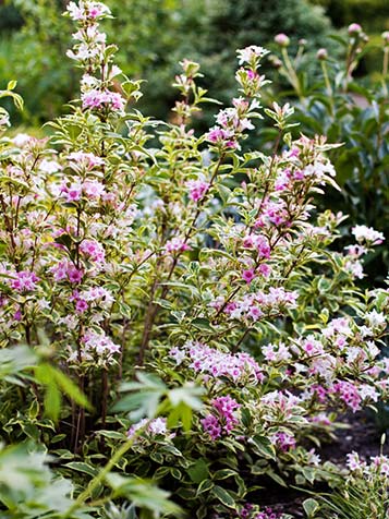 Bonte Weigela met roze bloemen