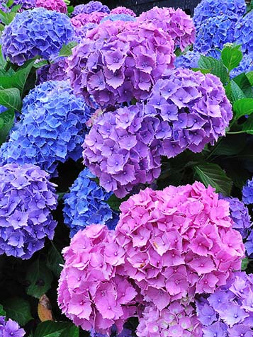 bloeiende bolhortensia