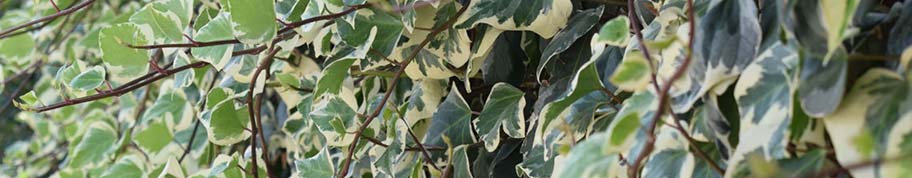 hedera helix is verkrijgbaar in verschillende kleuren en maten