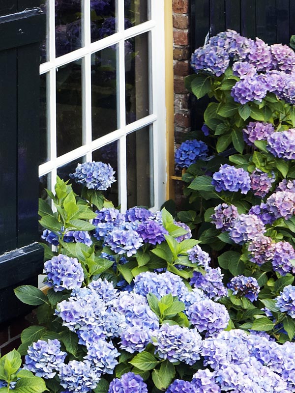 Hortensia zijn een van de populairste heesters en in vele kleuren en soorten verkrijgbaar