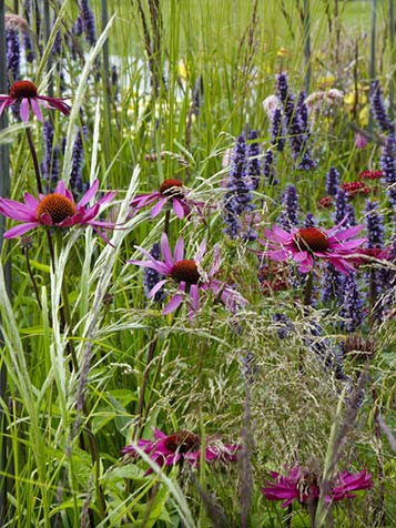 bloeiende vaste planten en siergrassen gemixt in borderpakketten