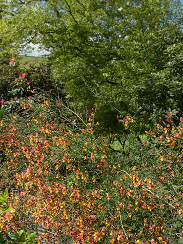 Kleurrijke tuin met brem 